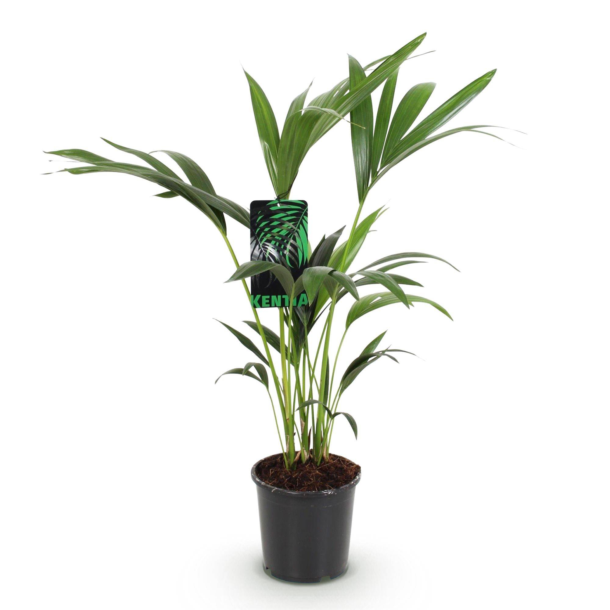 Palmier Kentia - D17 H75cm - Image 4