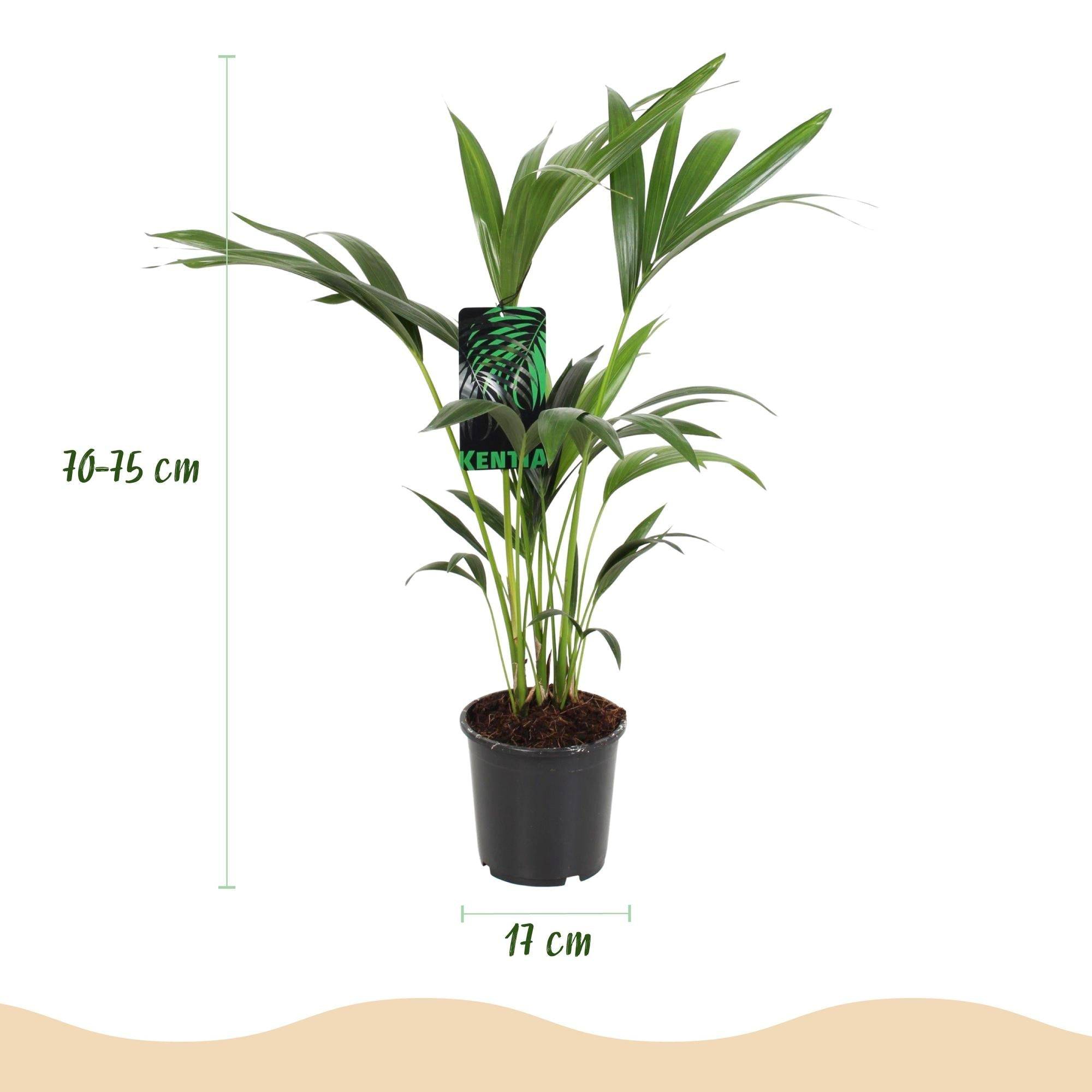 Palmier Kentia - D17 H75cm - Image 2