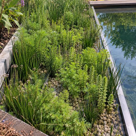 Pack de plantes anti-algues 2-3 m² - Image 2