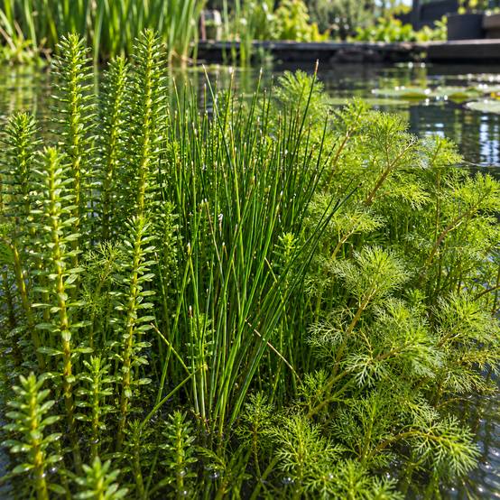 Pack de plantes anti-algues 2-3 m² - Image 3