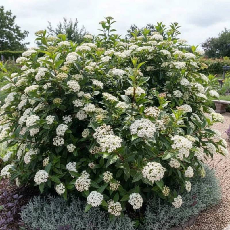 Viorne, Laurier Tin Giganteum, Viburnum à fleurs Rose - feuillage Persistant - Pot de 4L - 40/60 cm- hauteur à maturité De 1,50 m à 2,00 m - Image 2
