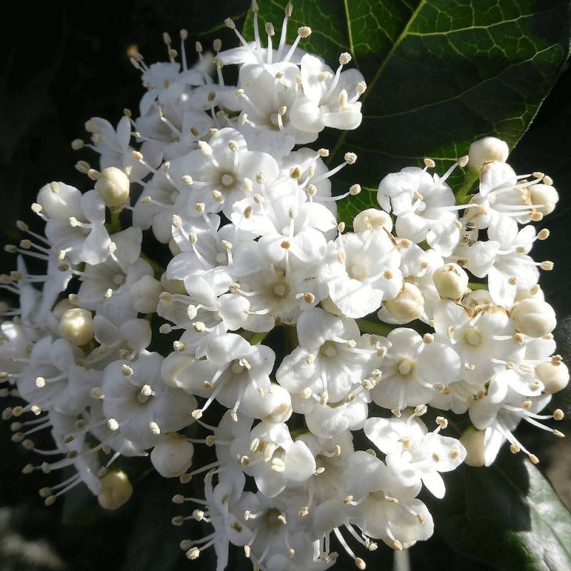 Viorne, Laurier Tin Giganteum, Viburnum à fleurs Rose - feuillage Persistant - Pot de 4L - 40/60 cm- hauteur à maturité De 1,50 m à 2,00 m - Image 5