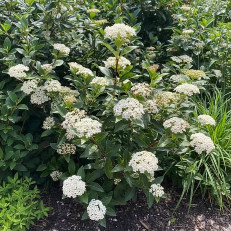 Viorne, Laurier Tin Giganteum, Viburnum à fleurs Rose - feuillage Persistant - Pot de 4L - 40/60 cm- hauteur à maturité De 1,50 m à 2,00 m - Image 3