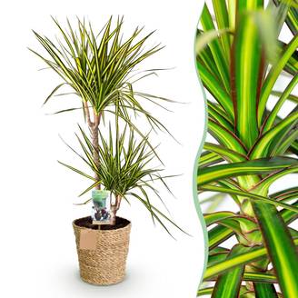 Dracaena Sunray - Pot de 21cm - Panier - Plantes d'intérieur