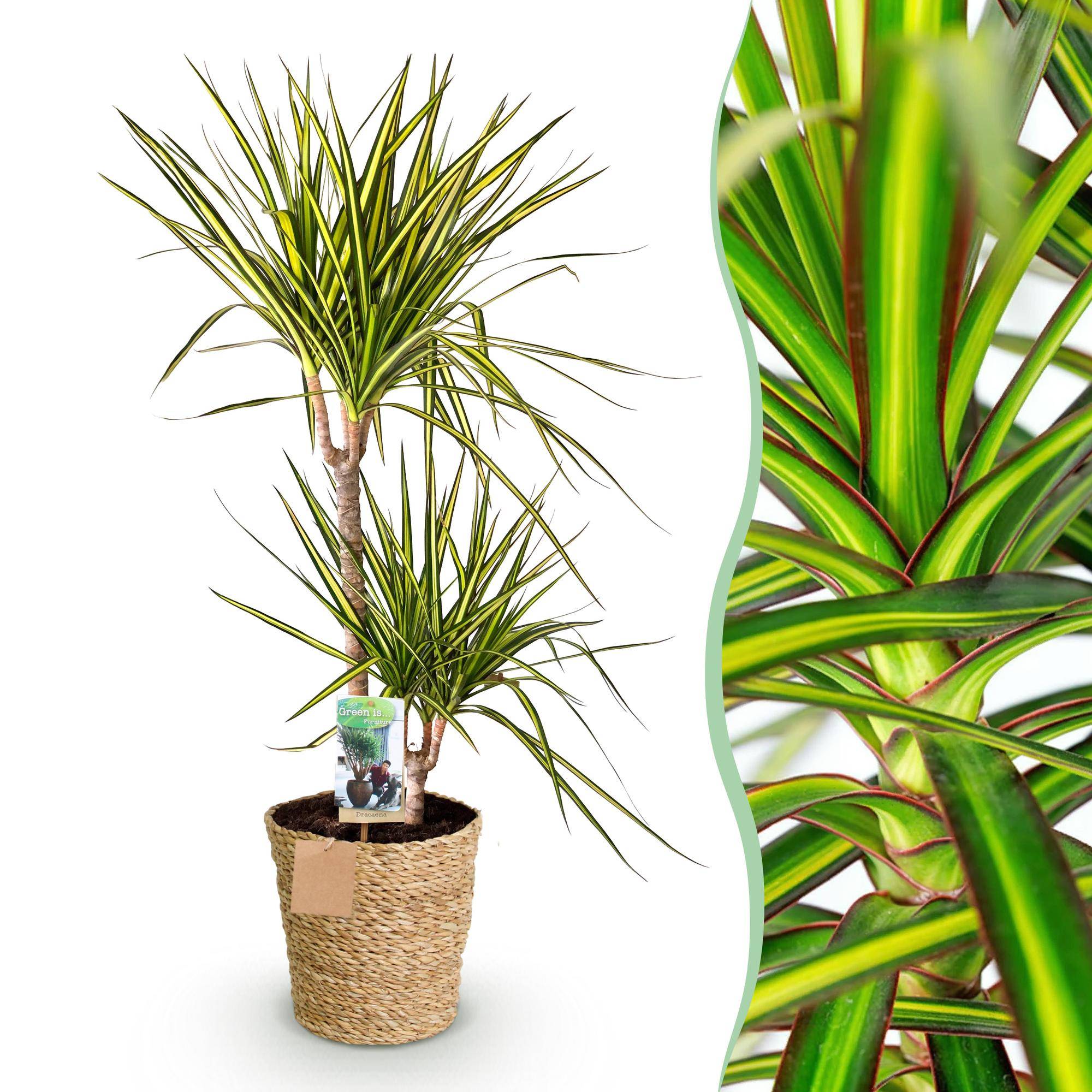Dracaena Sunray - Pot de 21cm - Panier - Plantes d'intérieur - Image 1