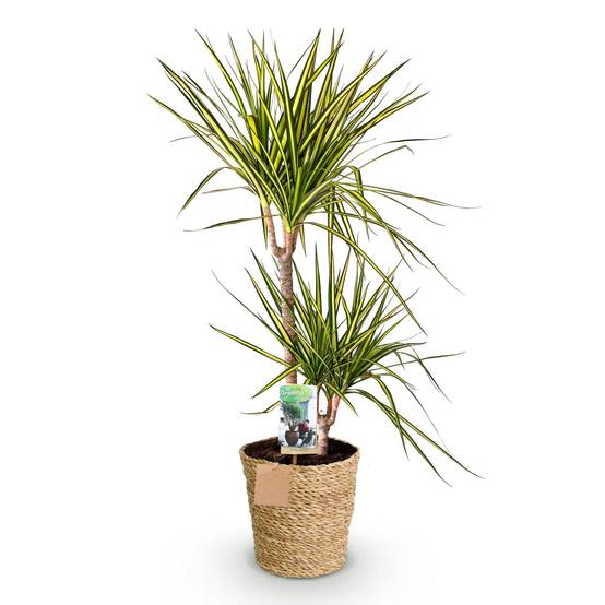 Dracaena Sunray - Pot de 21cm - Panier - Plantes d'intérieur - Image 2