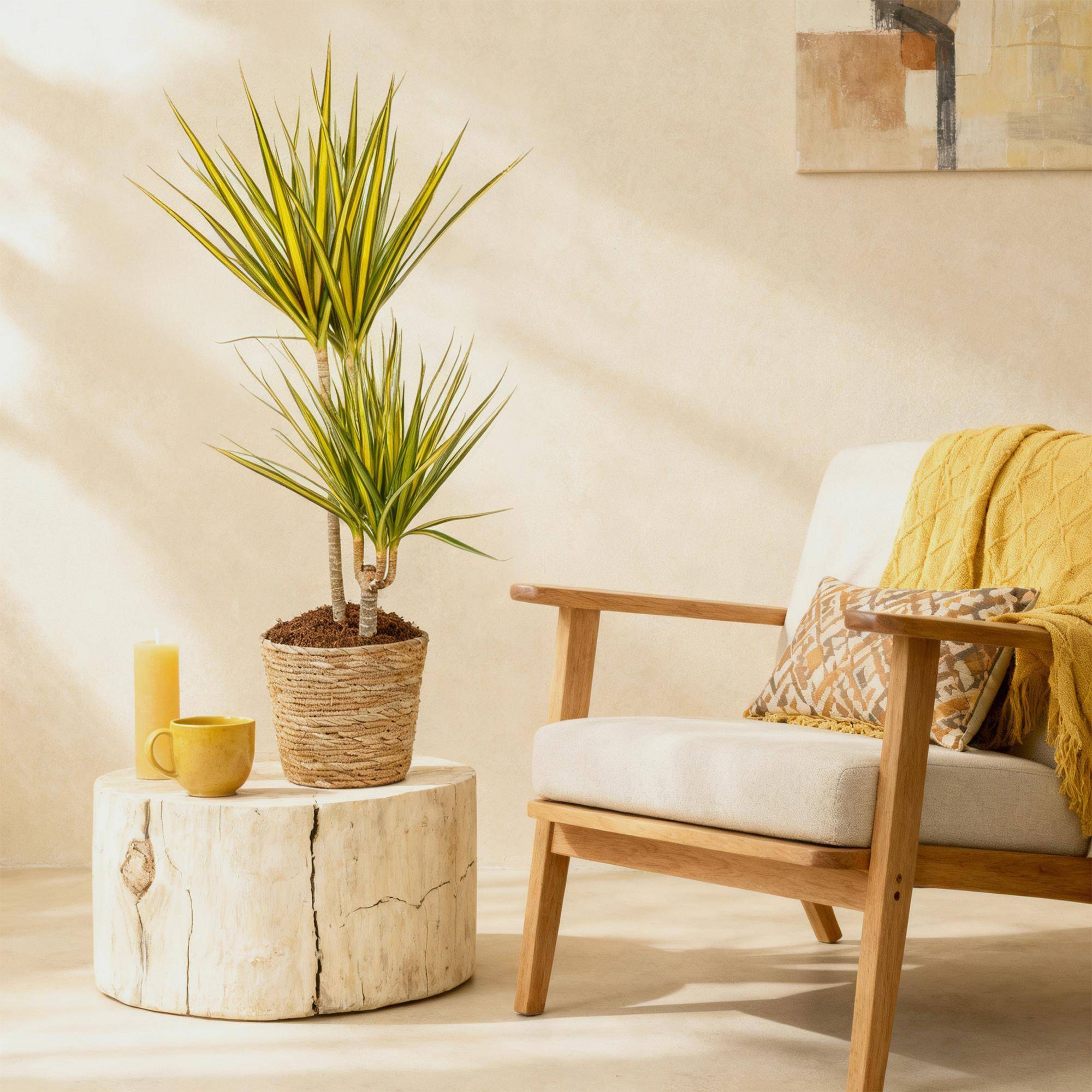 Dracaena Sunray - Pot de 21cm - Panier - Plantes d'intérieur - Image 4