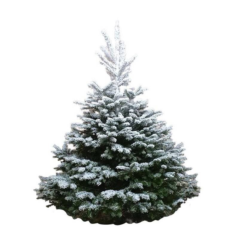 Sapin de Noël enneigé Nordmann naturel 200-220 cm