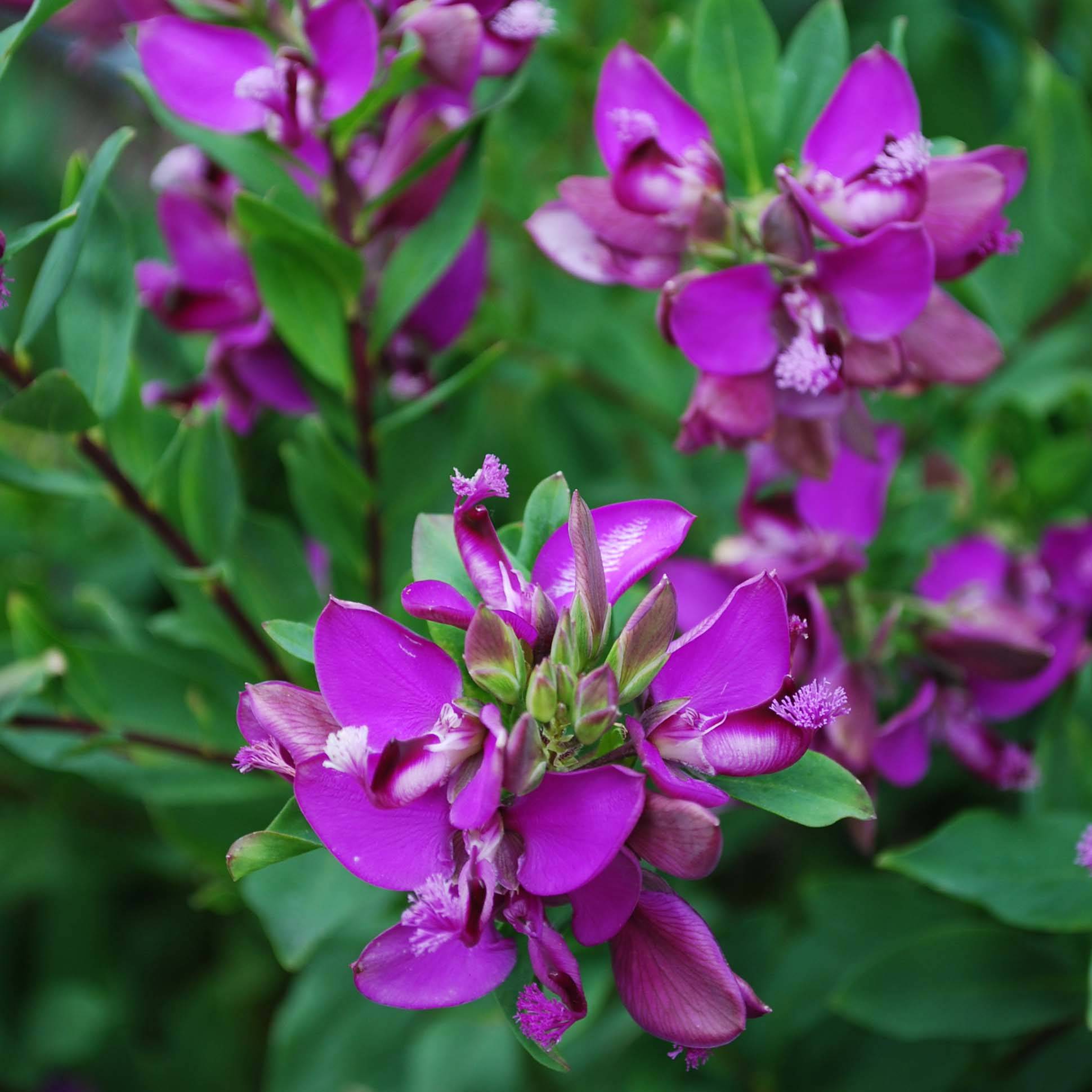 Promesse de Fleurs - Polygala myrtifolia - Polygale à feuilles de myrte Pot de 7,5L/10L - Image 1