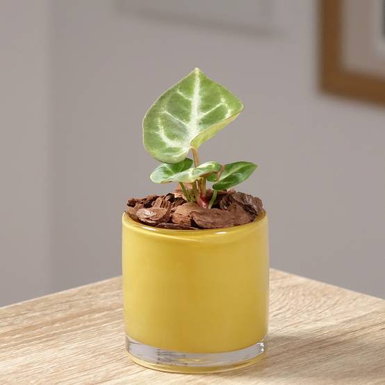 Anthurium Crystal Hope Mini-plante
