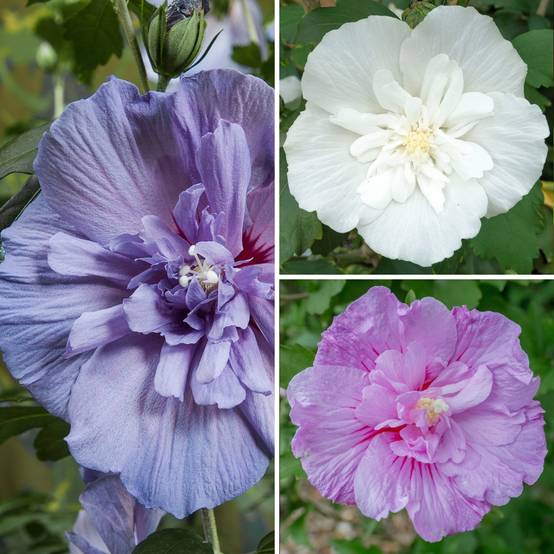 Hibiscus syriacus Three Sisters - Althéa Pot de 6L/7L