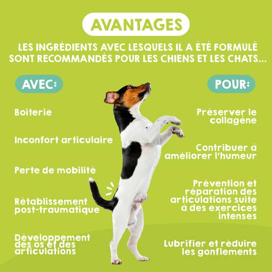 Complément Anti Arthrose pour Chat et Chien de Petite et Moyenne Taille - 120 Comprimés - MAIKAI - Image 3