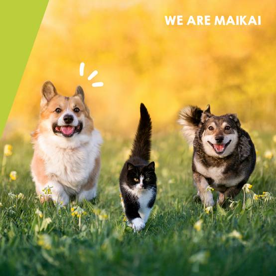 Complément Anti Arthrose pour Chat et Chien de Petite et Moyenne Taille - 120 Comprimés - MAIKAI - Image 7
