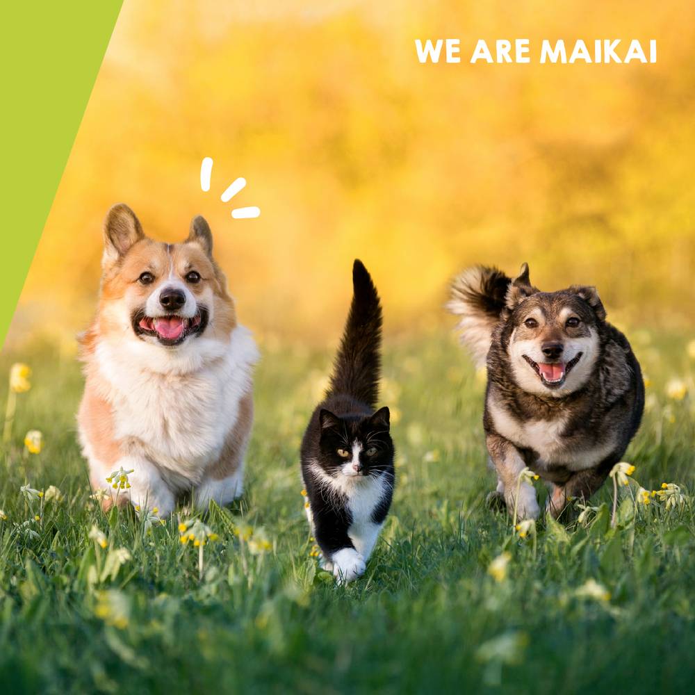 Complément Anti Arthrose pour Chat et Chien de Petite et Moyenne Taille - 120 Comprimés - MAIKAI - Image 7