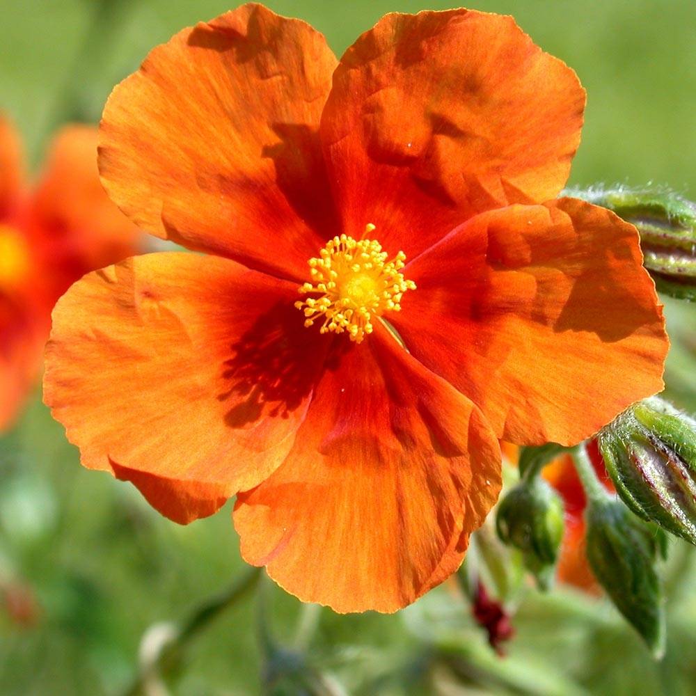 Promesse de Fleurs - Helianthemum Bronzeteppich - Hélianthème  Godet de 8/9 cm