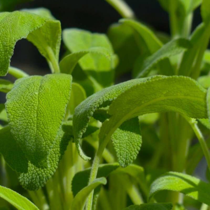 Sauge Officinale (Salvia Officinalis) - Godet - Taille 13/25cm - Pépinières Naudet - Image 1