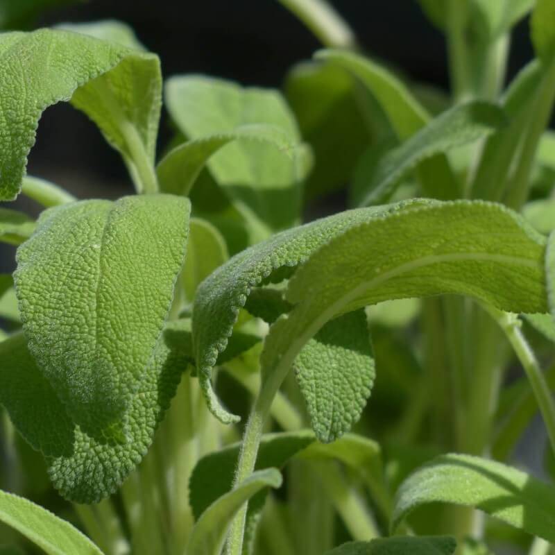 Sauge Officinale (Salvia Officinalis) - Godet - Taille 13/25cm - Pépinières Naudet - Image 2