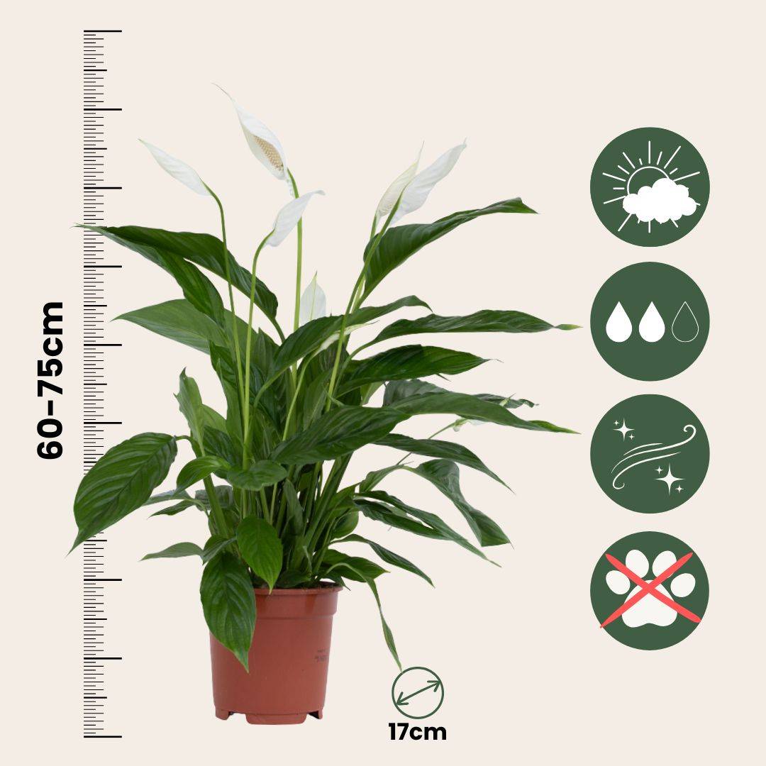 Plant In A Box - Fleur de lune - Set de 2 - Spathiphyllum 'Lima' - Hauteur 60-75cm - ⌀17cm - Image 6