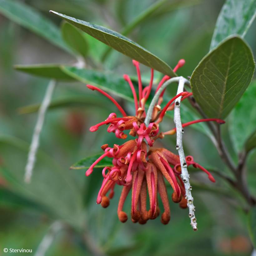 Promesse de Fleurs - Grevillea victoriae Pot de 4L/5L