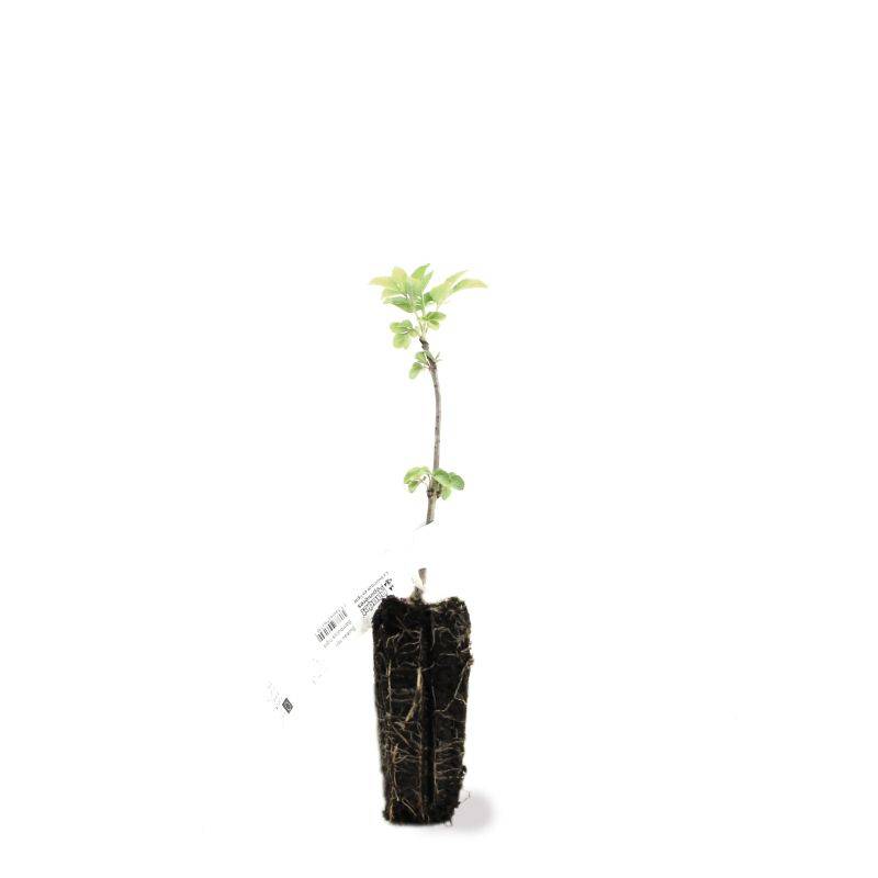 Sureau Noir (Sambucus Nigra) - Godet - Taille 13/25cm - Pépinières Naudet - Image 2