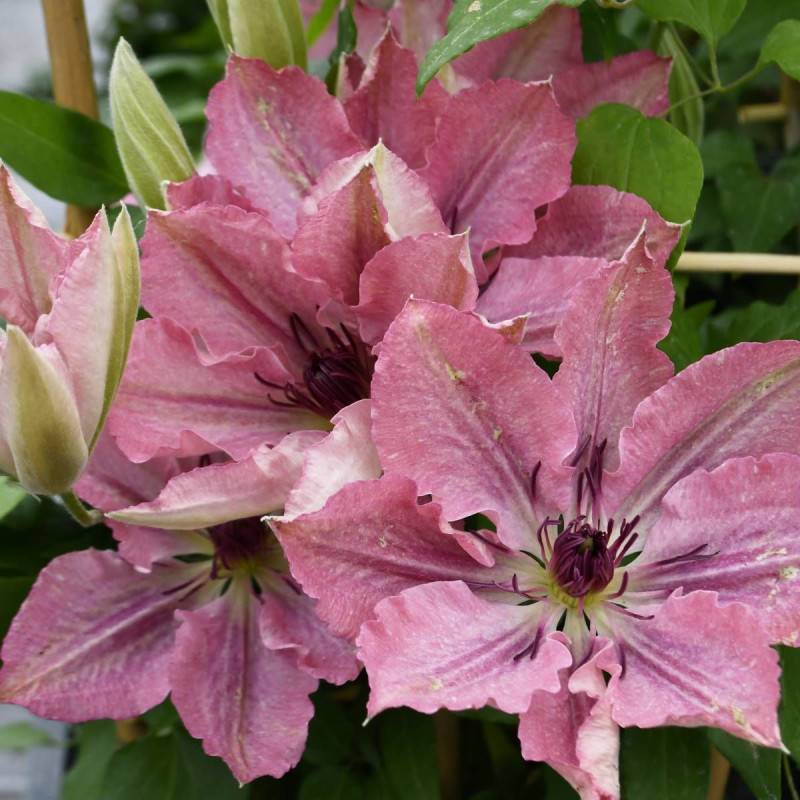 Clématite Sarah Elisabeth™ 'Evipo098' à fleurs Rose - feuillage Caduc - Pot de 2,5L - Echelle bambou 30/60 cm-  hauteur à maturité De 1,00 m à 1,50 m - Image 1