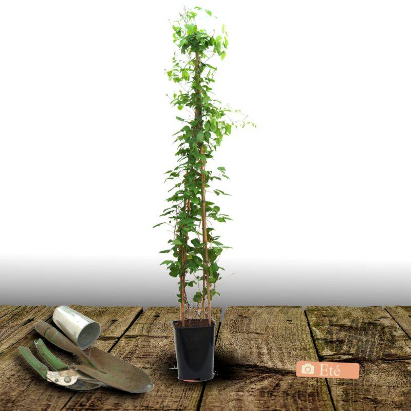 Clématite Sarah Elisabeth™ 'Evipo098' à fleurs Rose - feuillage Caduc - Pot de 2,5L - Echelle bambou 30/60 cm-  hauteur à maturité De 1,00 m à 1,50 m - Image 6
