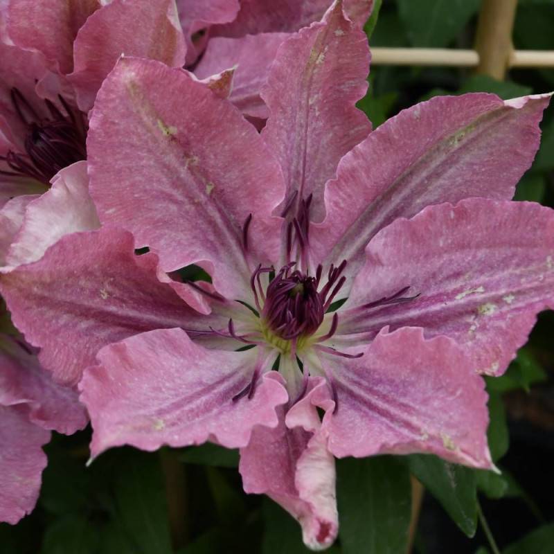 Clématite Sarah Elisabeth™ 'Evipo098' à fleurs Rose - feuillage Caduc - Pot de 2,5L - Echelle bambou 30/60 cm-  hauteur à maturité De 1,00 m à 1,50 m - Image 3