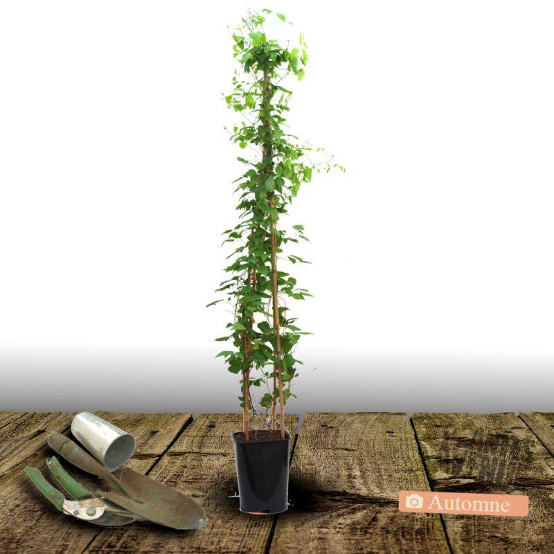 Clématite Sarah Elisabeth™ 'Evipo098' à fleurs Rose - feuillage Caduc - Pot de 2,5L - Echelle bambou 30/60 cm-  hauteur à maturité De 1,00 m à 1,50 m - Image 5
