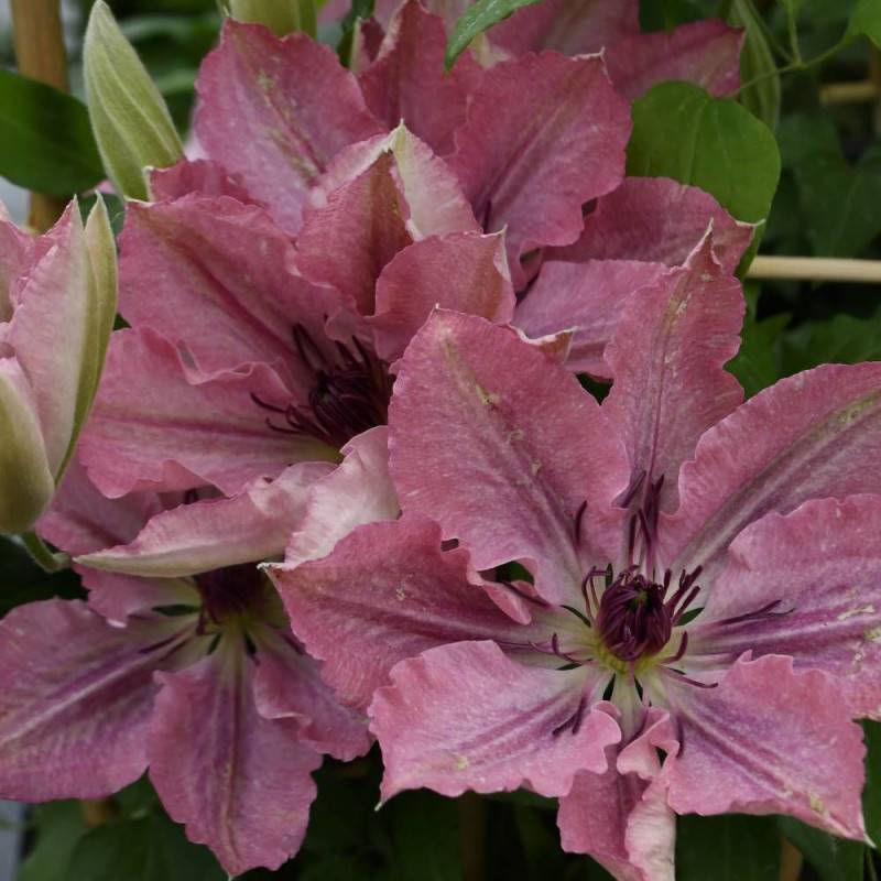 Clématite Sarah Elisabeth™ 'Evipo098' à fleurs Rose - feuillage Caduc - Pot de 2,5L - Echelle bambou 30/60 cm-  hauteur à maturité De 1,00 m à 1,50 m - Image 4