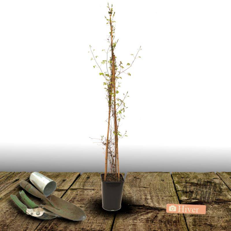 Clématite Sarah Elisabeth™ 'Evipo098' à fleurs Rose - feuillage Caduc - Pot de 2,5L - Echelle bambou 30/60 cm-  hauteur à maturité De 1,00 m à 1,50 m - Image 7