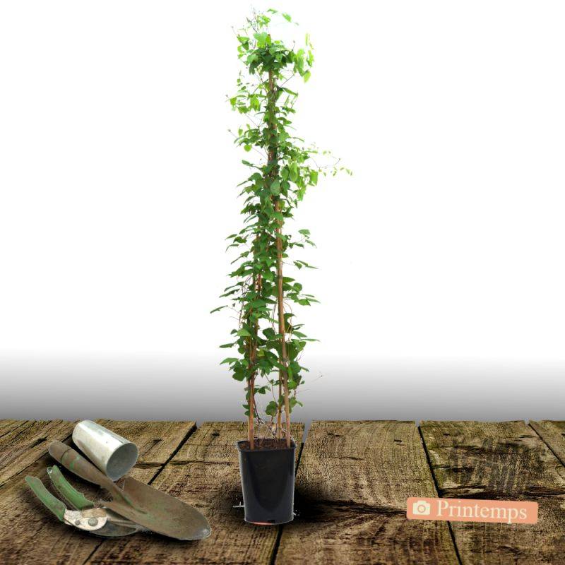 Clématite Sarah Elisabeth™ 'Evipo098' à fleurs Rose - feuillage Caduc - Pot de 2,5L - Echelle bambou 30/60 cm-  hauteur à maturité De 1,00 m à 1,50 m - Image 8