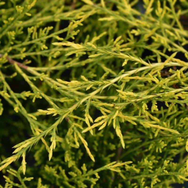 Genévrier 'Pfitzeriana Aurea' (Juniperus Pfitzeriana Aurea) - Godet 9cm - Pépinières Naudet - Image 1