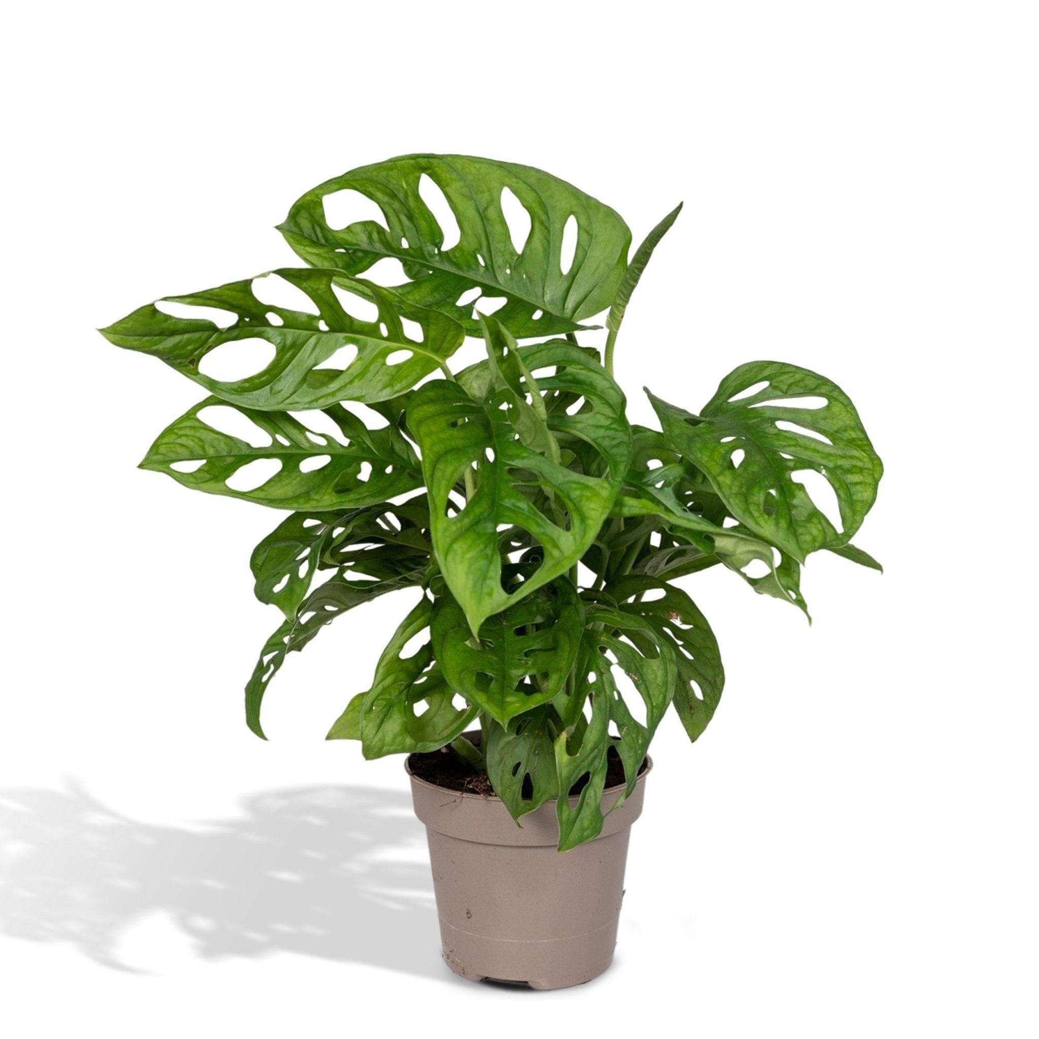 La Green Touch - Monstera Adansonii Monkey Leaf 30cm - Plante d'intérieur- La Green Touch - Image 3