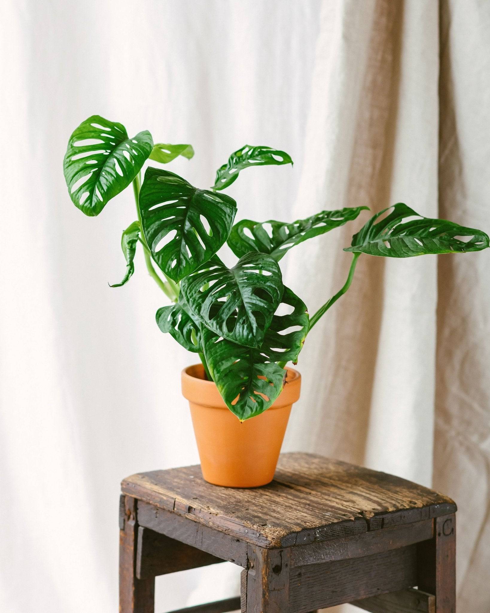 La Green Touch - Monstera Adansonii Monkey Leaf 30cm - Plante d'intérieur- La Green Touch - Image 2