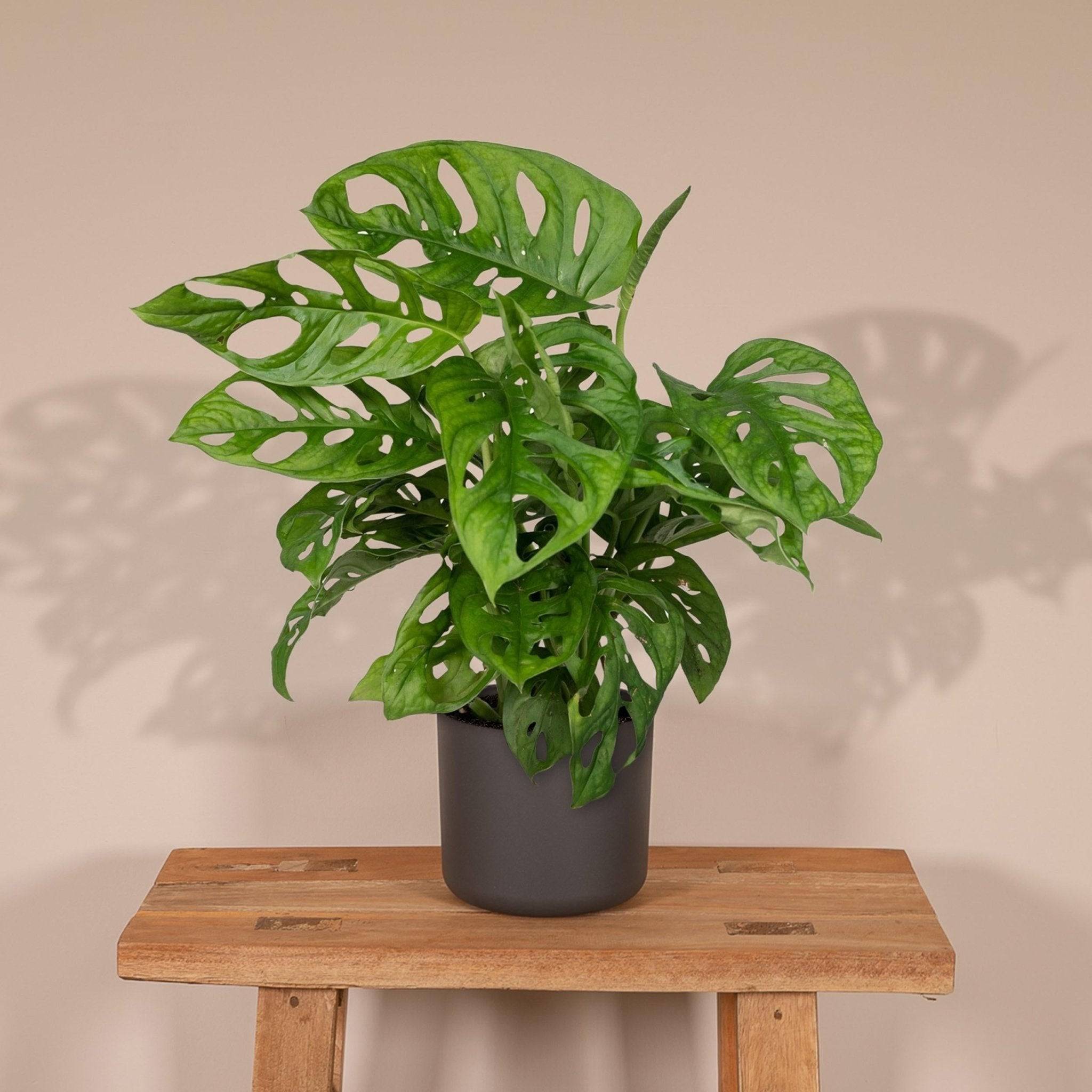 La Green Touch - Monstera Adansonii Monkey Leaf 30cm - Plante d'intérieur- La Green Touch - Image 4