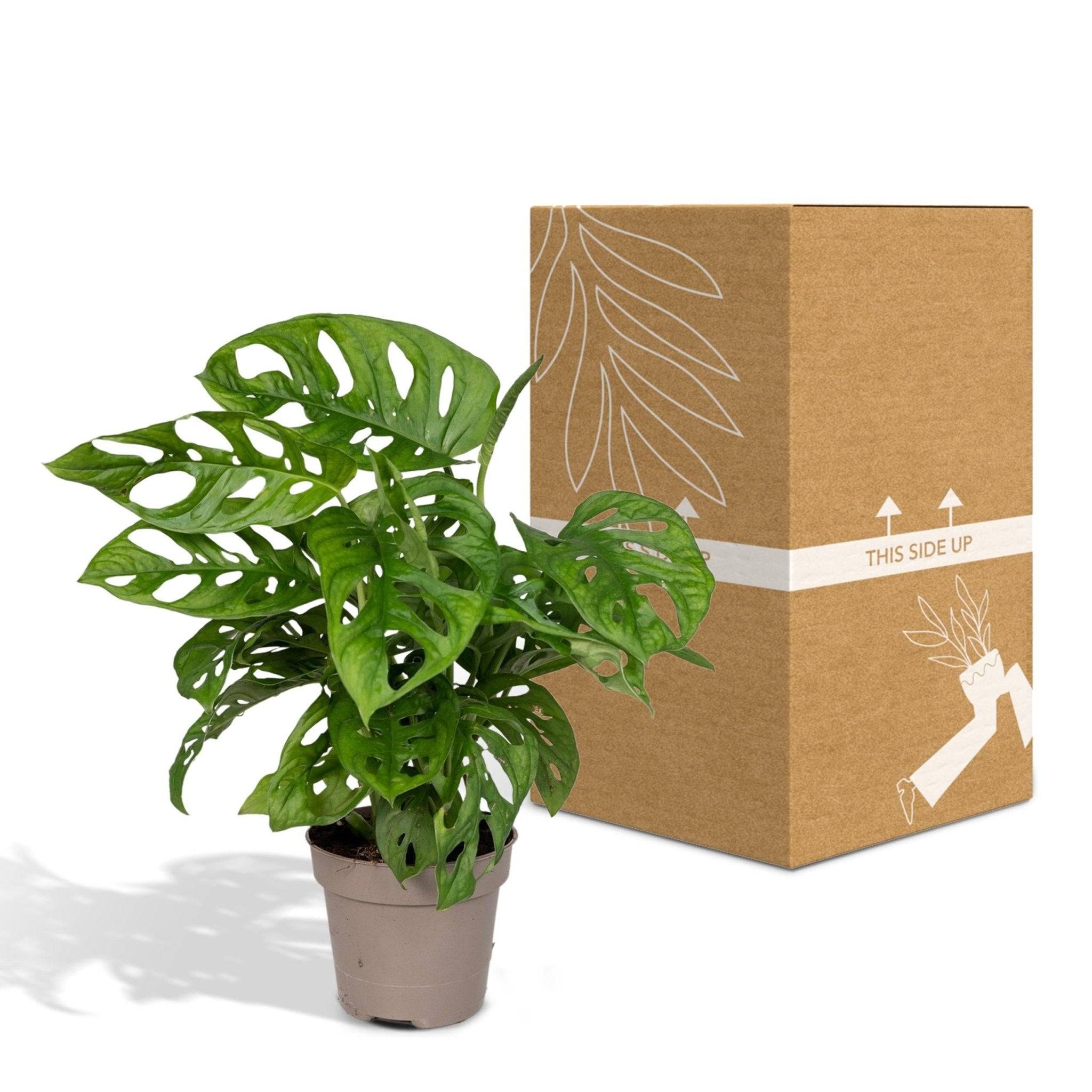 La Green Touch - Monstera Adansonii Monkey Leaf 30cm - Plante d'intérieur- La Green Touch - Image 7