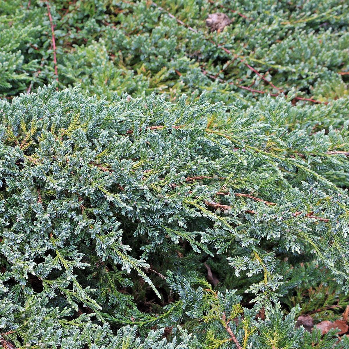 Genévrier écailleux - Juniperus squamata Blue Swede Pot de 2L/3L - Image 1