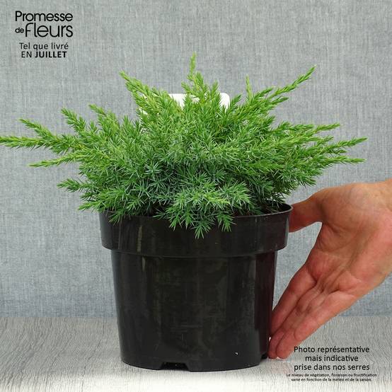 Genévrier écailleux - Juniperus squamata Blue Swede Pot de 2L/3L - Image 2
