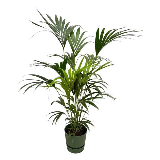 Palmier Kentia 160cm et Son Pot Vert + Reservoir - H160cm