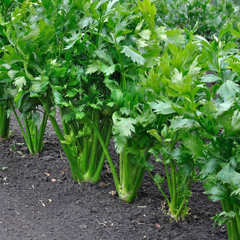Céleri branche d'Elne - Apium graveolens le sachet de 3000 graines environ (1,5g)