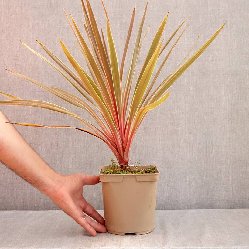 Cordyline australis Magic Star Pot de 3L/4L - Image 2