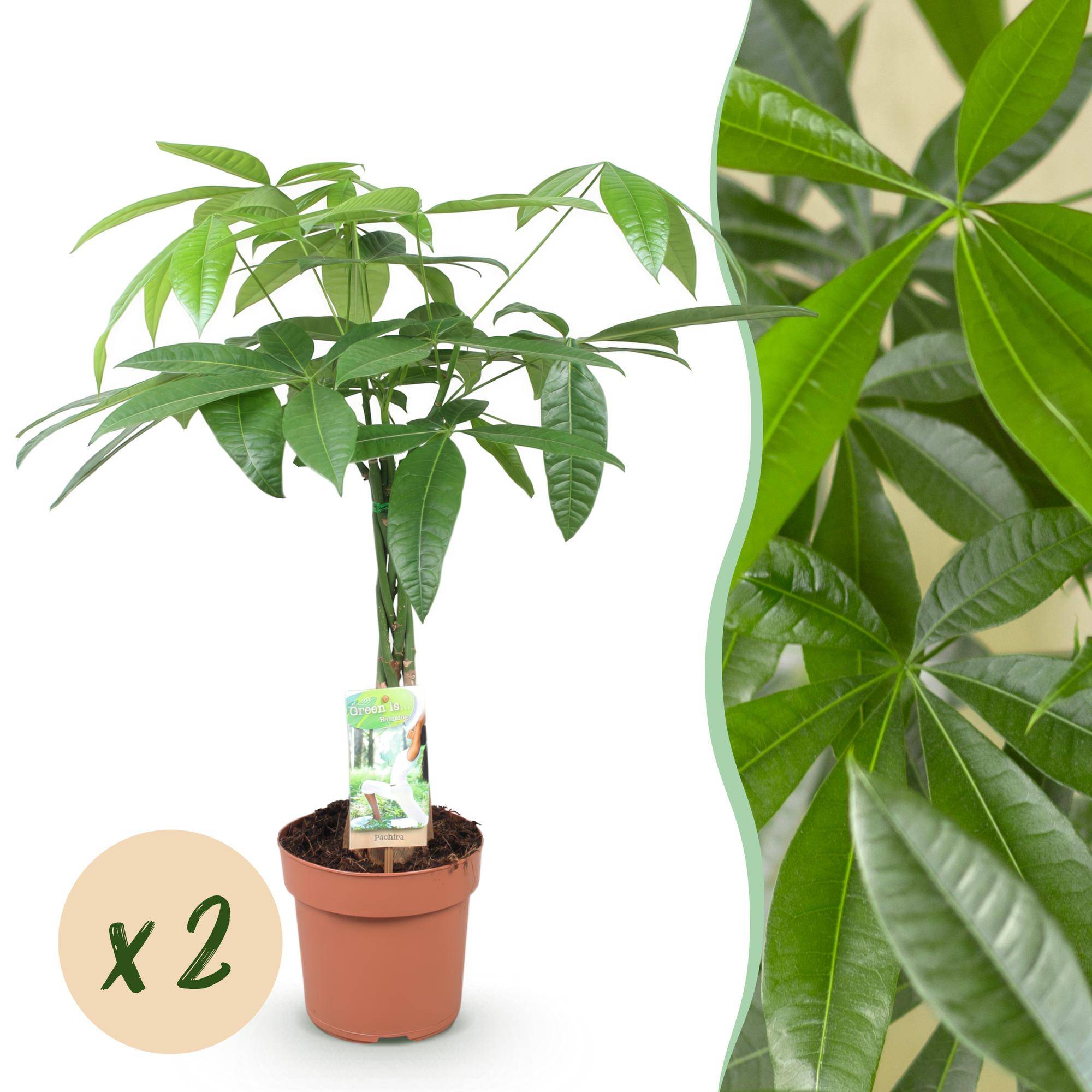 Pachira Aquatica - Arbre à argent - Pot de 17cm - Hauteur 60-70cm - 2 plantes - Sans cache-pot - Plantes d'intérieur - Image 1
