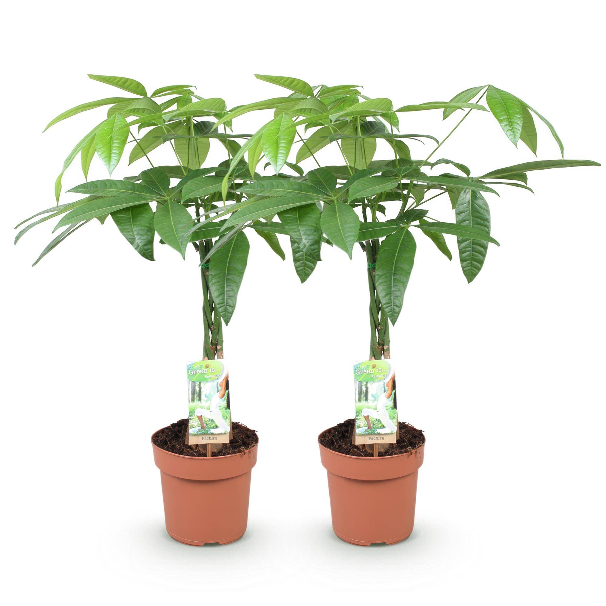 Pachira Aquatica - Arbre à argent - Pot de 17cm - Hauteur 60-70cm - 2 plantes - Sans cache-pot - Plantes d'intérieur - Image 2