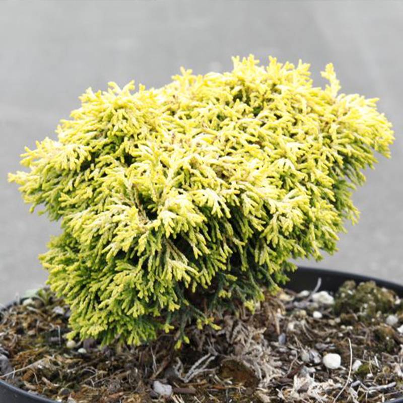 Chamaecyparis obtusa Butterball - Cyprès hinoki du Japon Pot de 2L/3L - Image 1