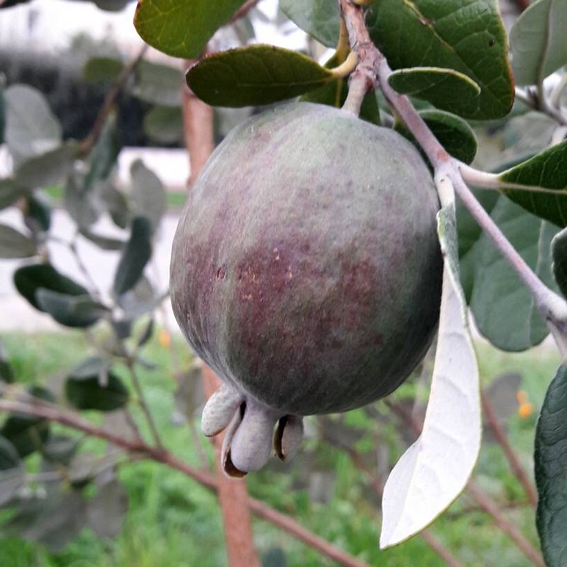 Promesse de Fleurs - Feijoa ou Acca sellowiana Apollo - Goyavier du Brésil Pot de 2L/3L