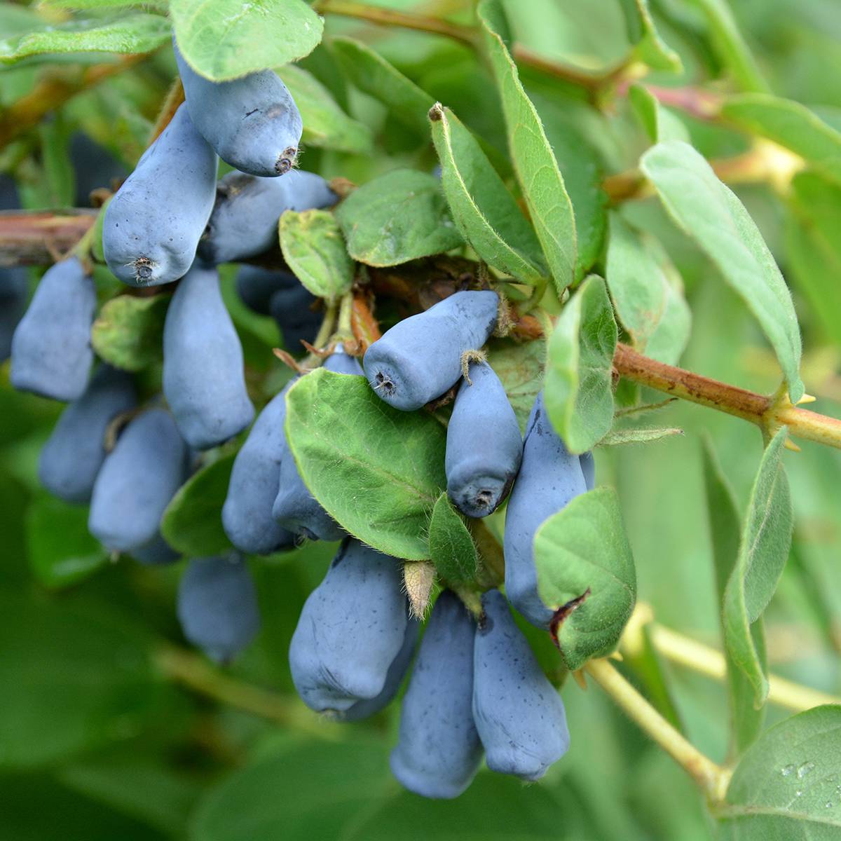 Promesse de Fleurs - Lonicera caerulea caerulea var. kamtschatica Zojka - Baie de mai Pot de 3L/4L, Touffe