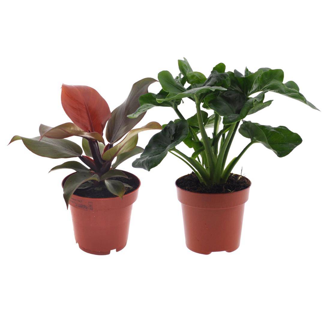 Philodendron Duo Sunlight/Atom 25cm - Plante d'intérieur- La Green Touch - Image 1