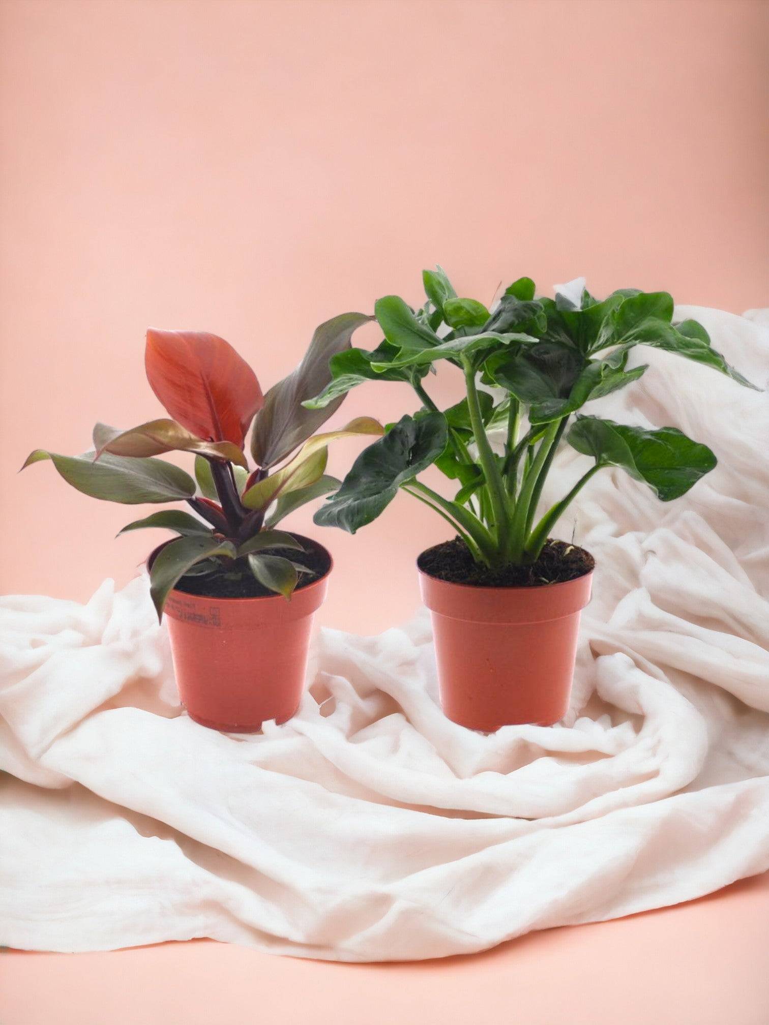 Philodendron Duo Sunlight/Atom 25cm - Plante d'intérieur- La Green Touch - Image 2