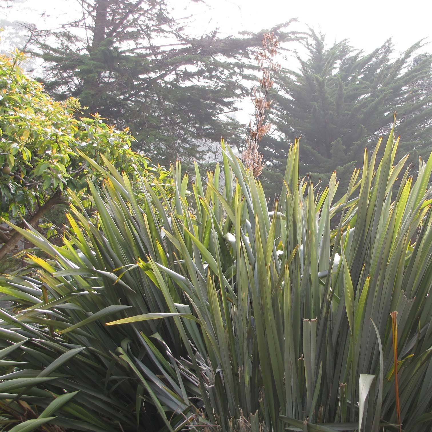 Phormium tenax - Lin de Nouvelle-Zélande Pot de 2L/3L