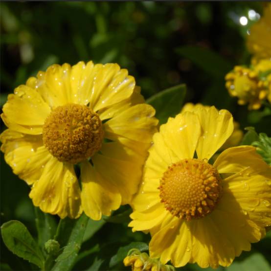 Promesse de Fleurs - Helenium Kugelsonne - Hélénie Godet de 8/9 cm
